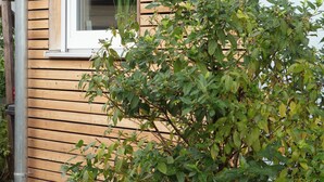 Un bâtiment à la façade en bois, une fenêtre avec un cadre blanc et un arbuste vert devant.