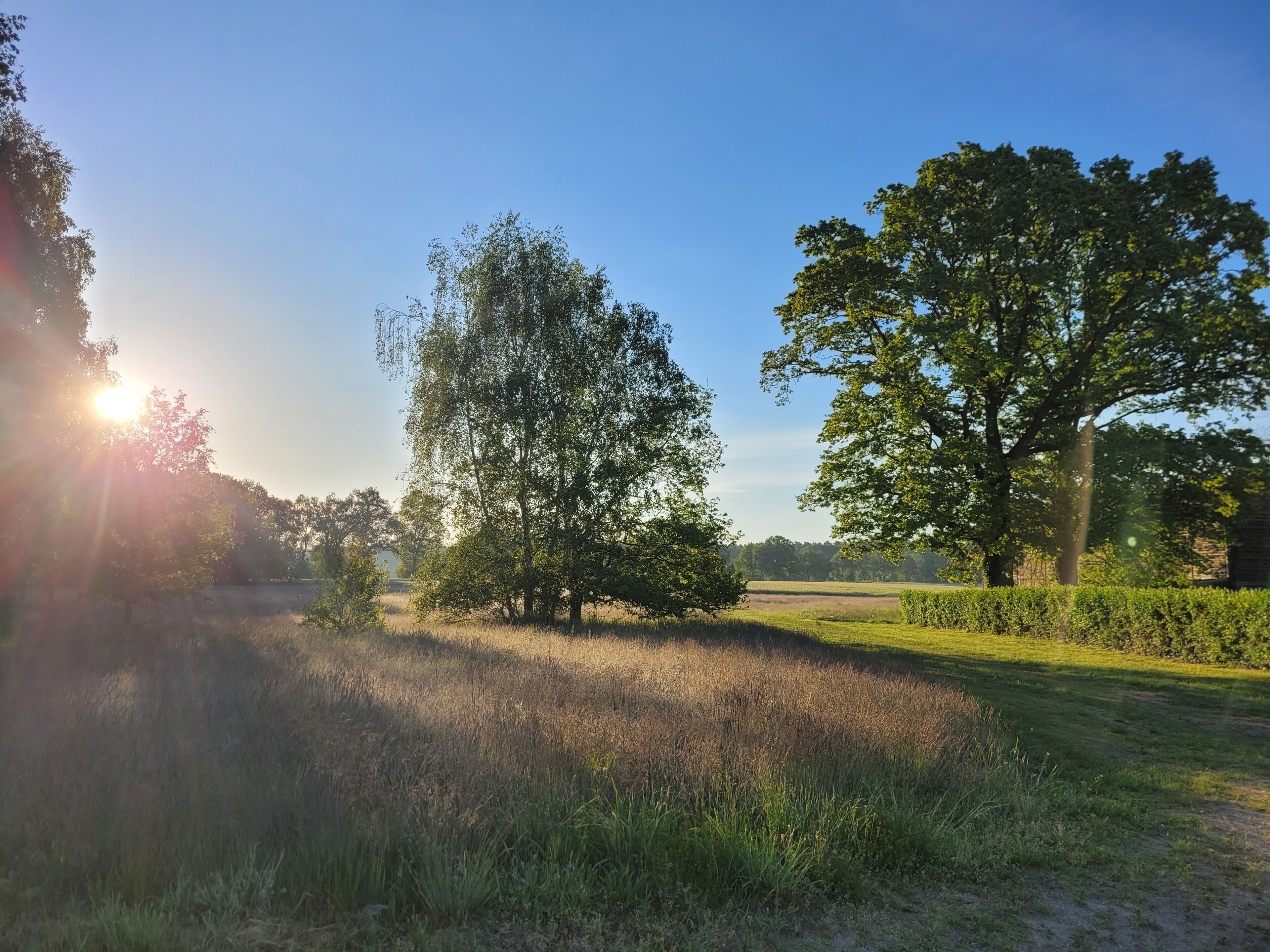 Ländliche Landschaft mit Bäumen, Gras und blauem Himmel.