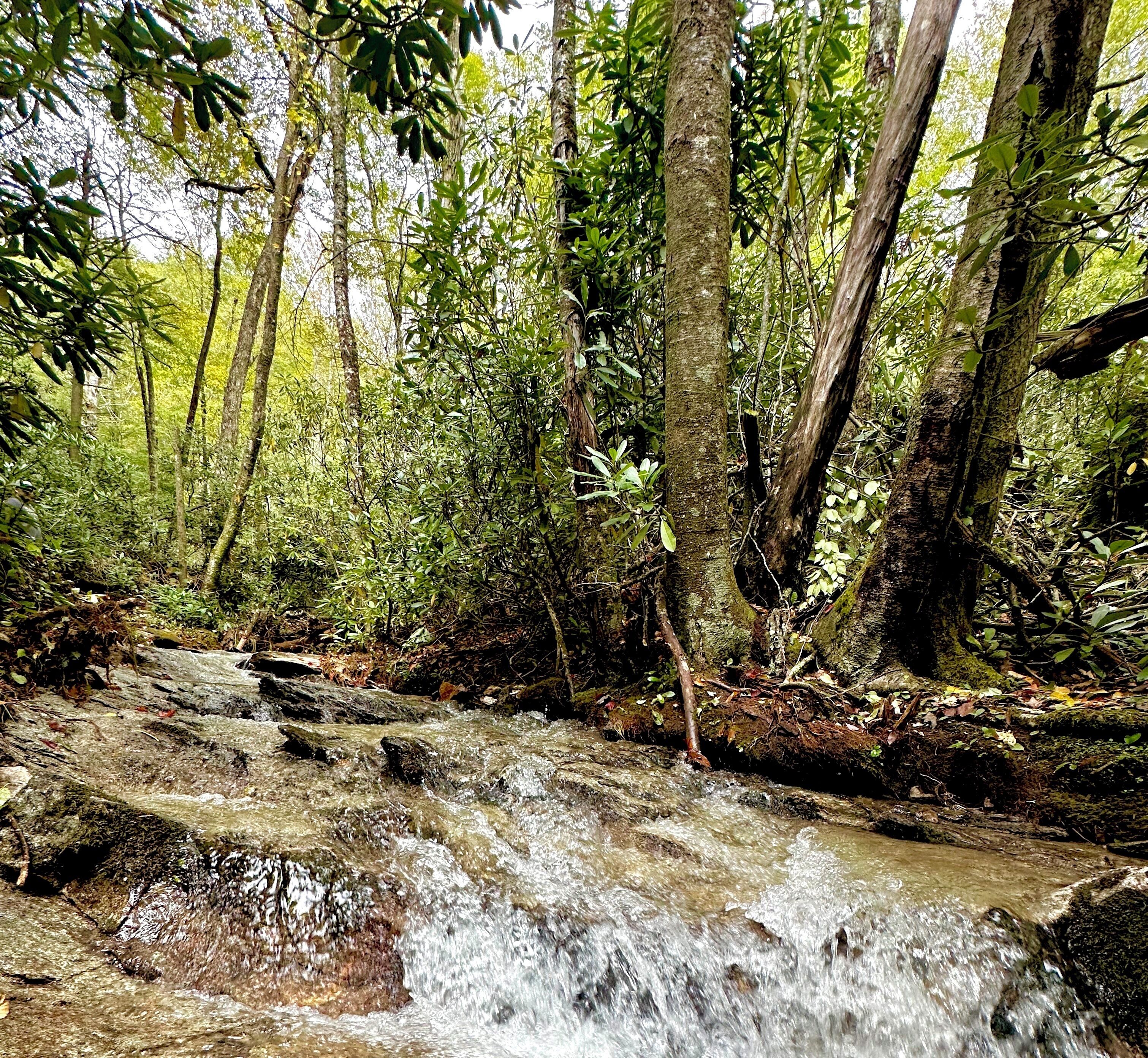 A natural stream flowing through a forested area with trees and vegetation.
