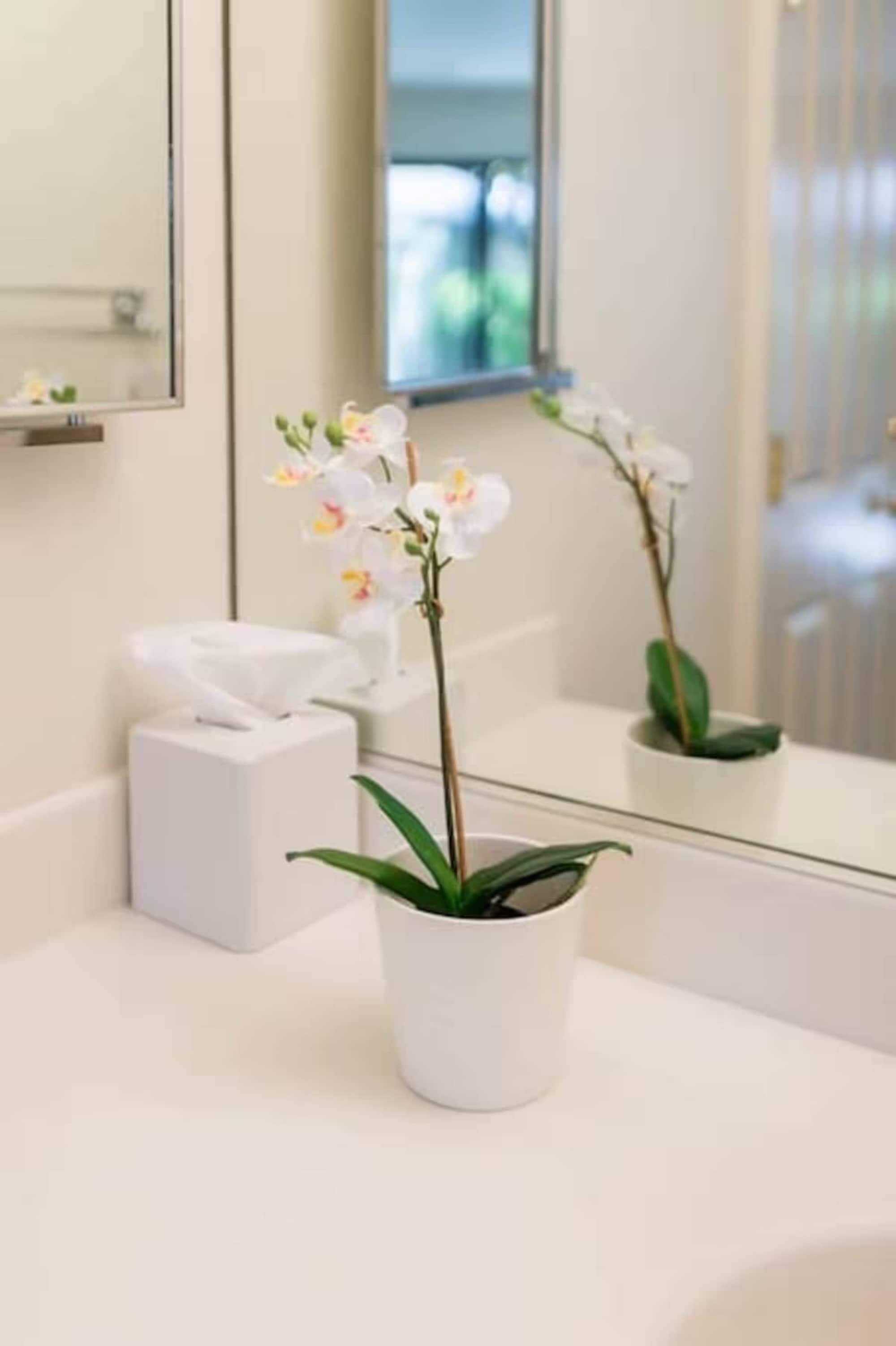 A bathroom with a white sink, a white tissue box, and a potted orchid.