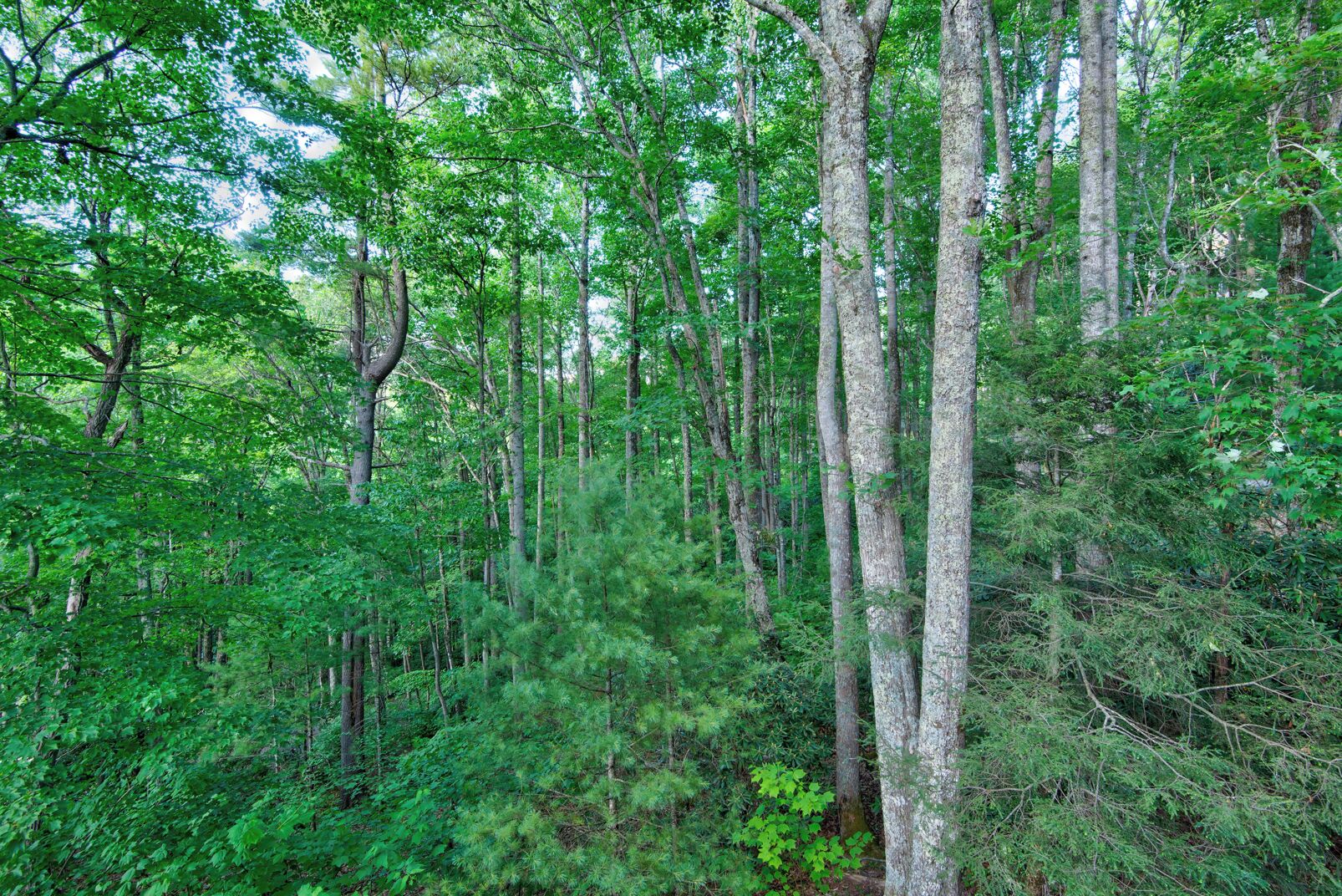 A dense forest with tall trees and underbrush.