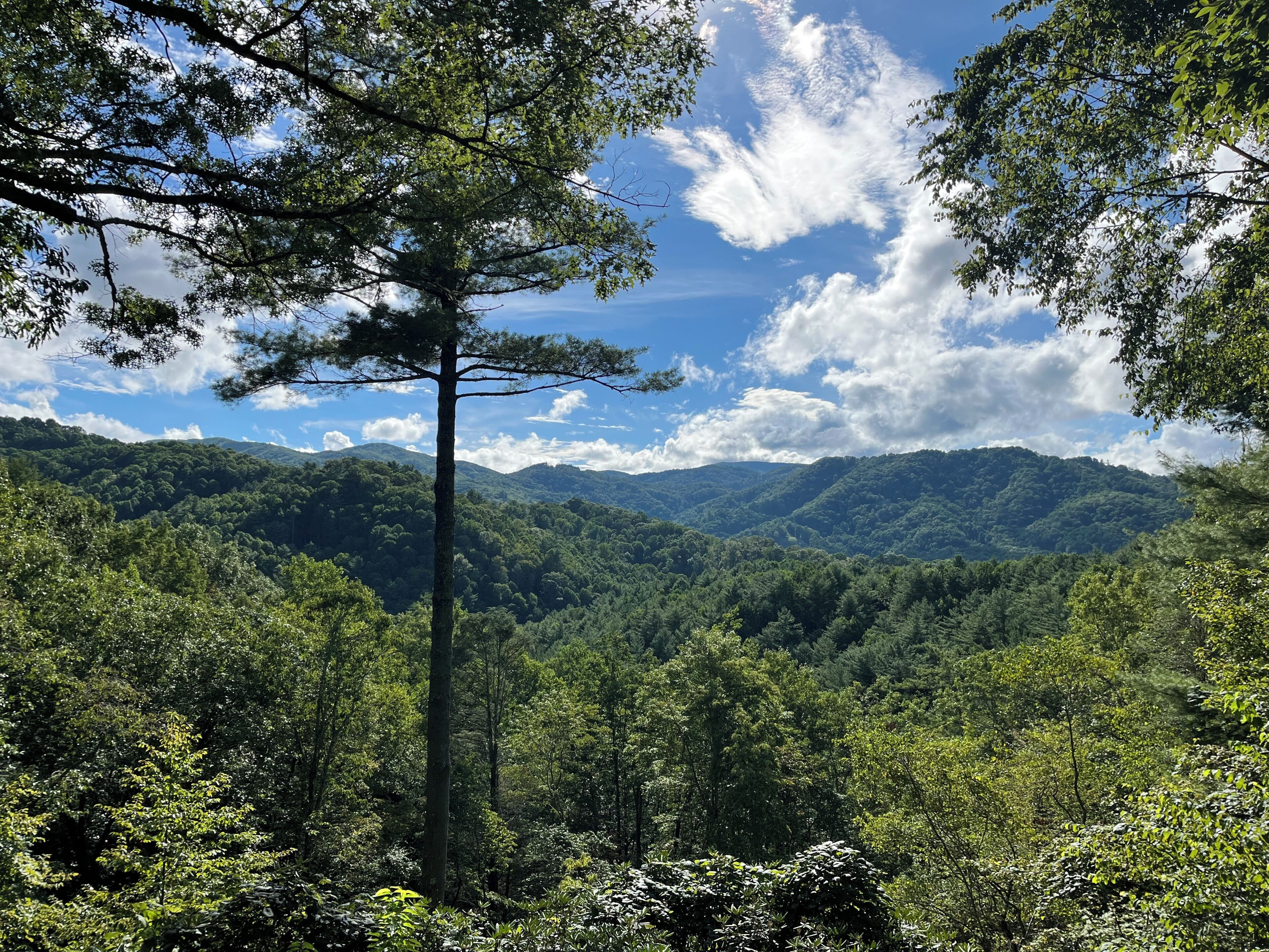 Paisagem montanhosa arborizada com uma árvore em destaque no primeiro plano.