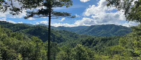 A forested mountain landscape with a prominent tree in the foreground.