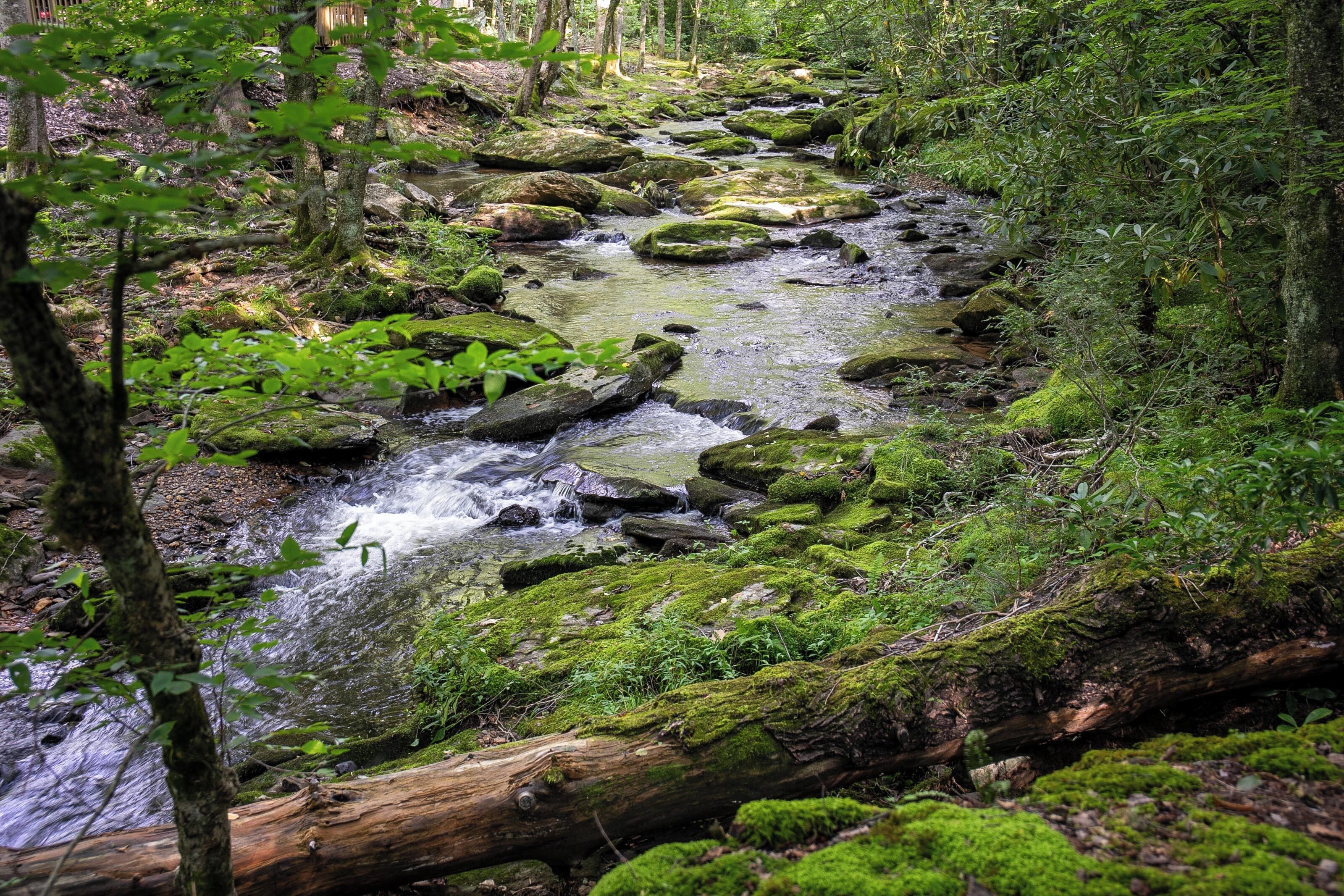 Ein bachförmiger Fluss durch einen Wald, mit Steinen und Moos bewachsen.