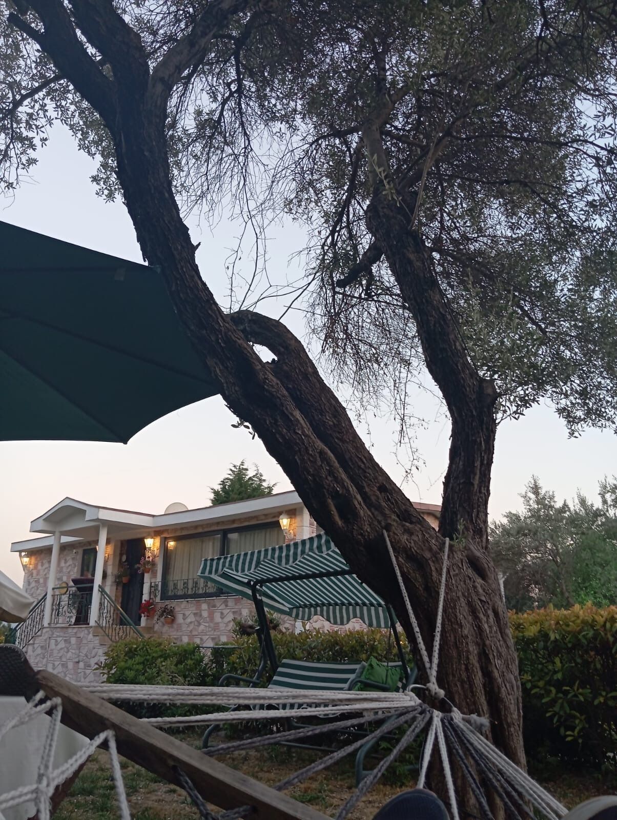A tree with a hammock and a striped umbrella in a courtyard.