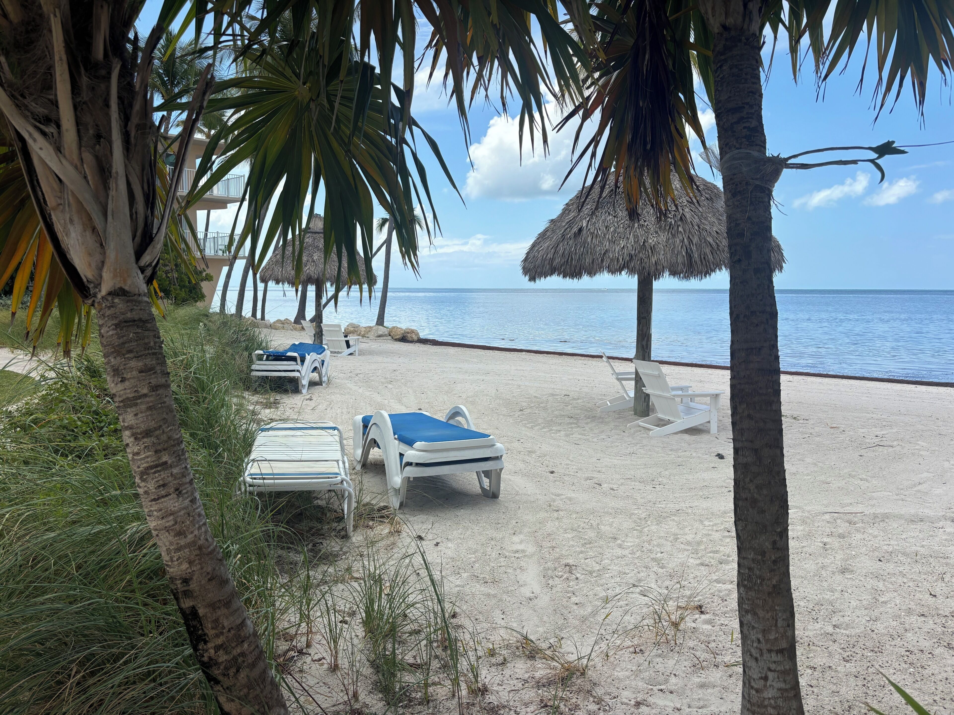 Una playa con sillas reclinables blancas y sombrillas de paja, palmeras y una vista despejada del océano.