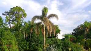Uma área gramada bem cuidada, com diversas árvores e céu claro.
