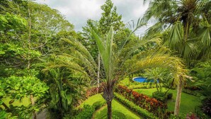 Ein üppiger Garten mit einer zentralen Palme, umgeben von verschiedenen Pflanzen und einem kleinen Pool.