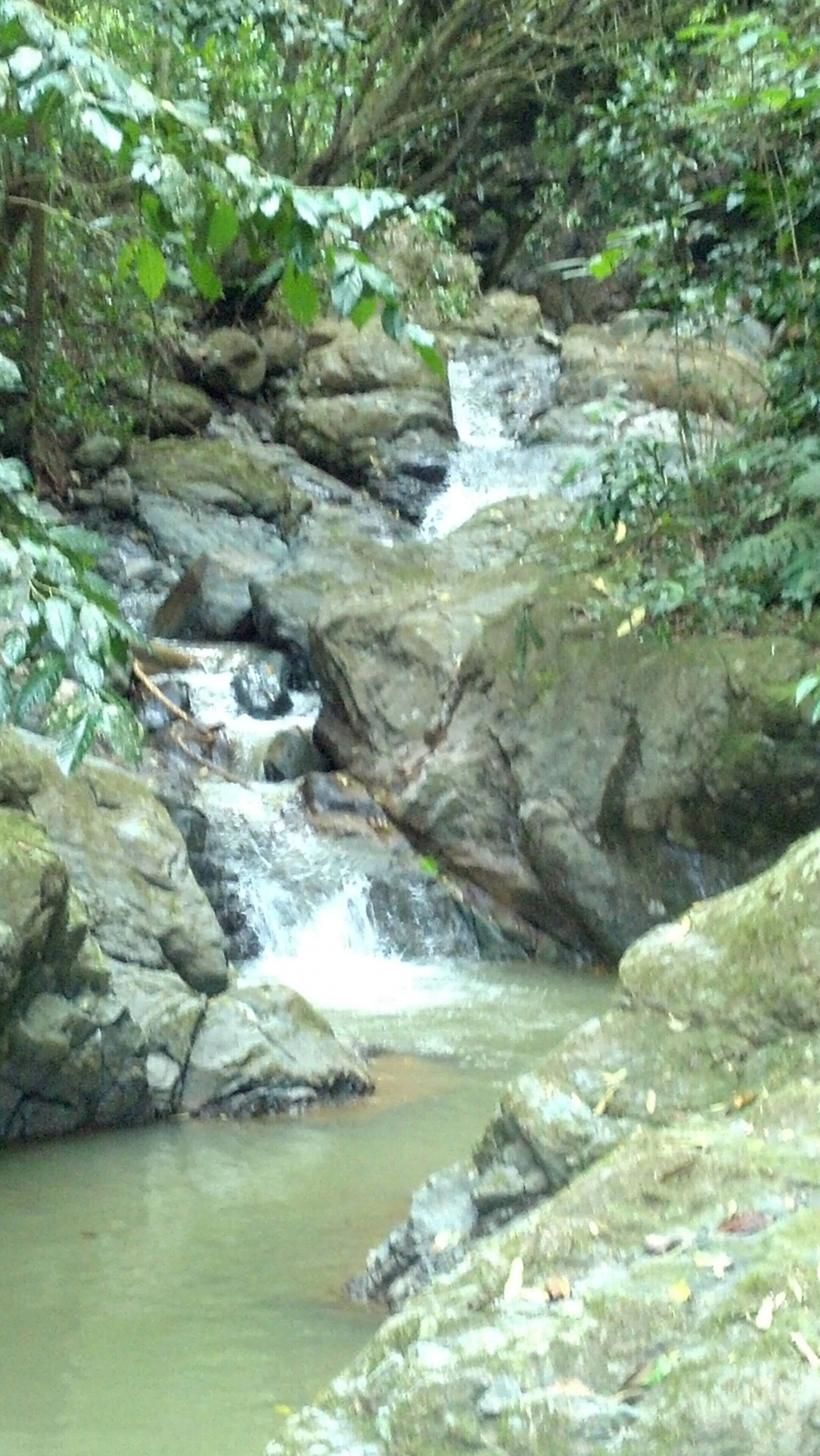 Un arroyo serpentea sobre rocas en una zona boscosa.