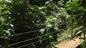 A wooden bridge in a lush, green environment.