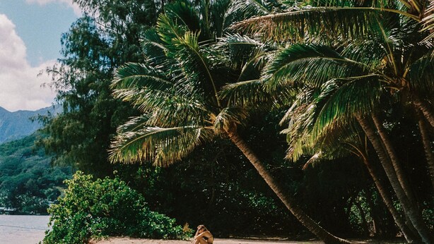 Una playa arenosa con palmeras y una masa de agua al fondo.