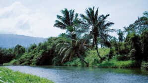 Una persona en kayak en un río rodeado de abundante vegetación y palmeras.
