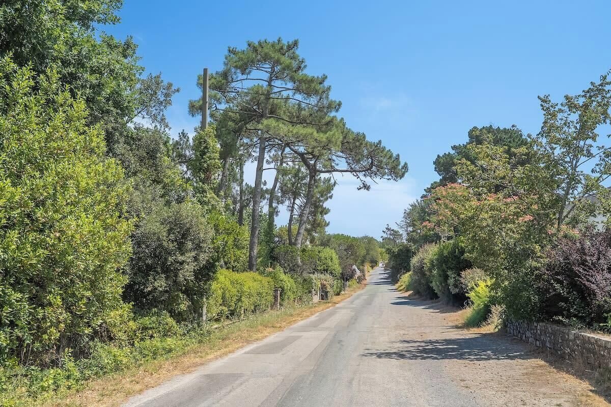 Une route de campagne bordée d’une végétation luxuriante et d’arbres.