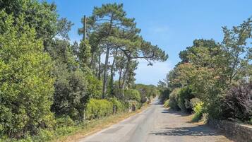 Une route de campagne bordée d’une végétation luxuriante et d’arbres.