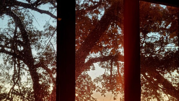A sunset view through a window with trees and a body of water. - Lakeside Retreat 4+ bedrooms 7 beds 2.5 baths (Oshkosh)