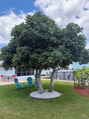 A tree in a landscaped area with a patio and chairs. - Welcoming 3-bedroom house on canal with direct gulf access (Hernando Beach)
