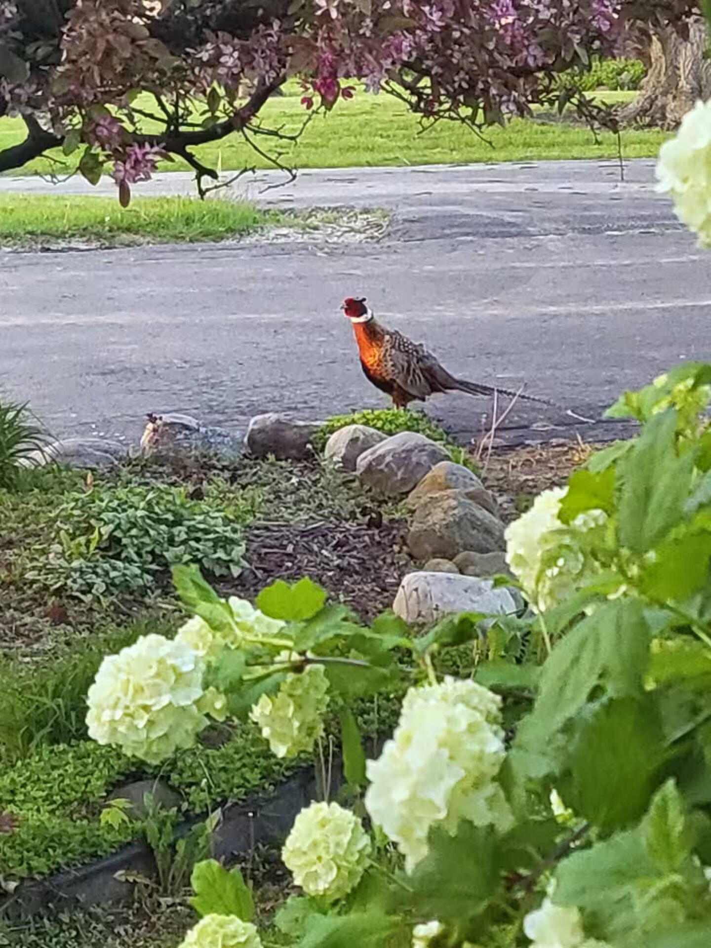 Un oiseau perché sur une surface pavée, avec de la verdure et des fleurs au premier plan.