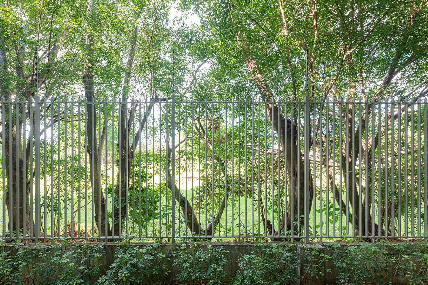 A metal fence with trees and greenery behind it.