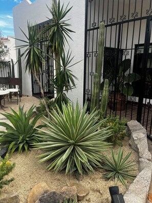 Un pati amb cactus i plantes d'aloe vera, una terrassa amb caires i un edifici blanc amb una reixa de metall negre.