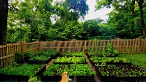 A garden with raised beds and a wooden fence. - Historic 1825 Chesapeake Farm Stay  (St. Leonard)
