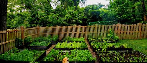 A garden with raised beds and a wooden fence.