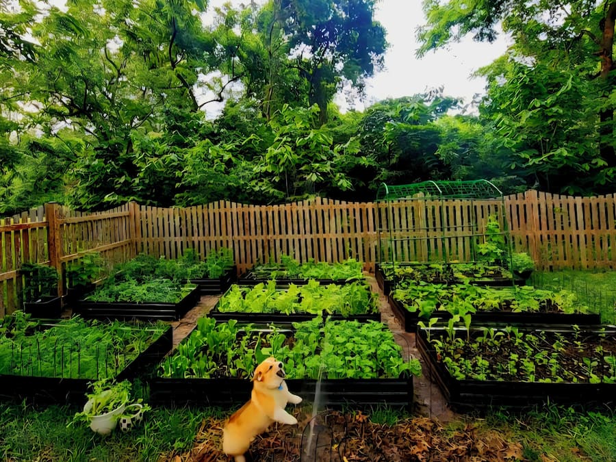 A garden with raised beds and a wooden fence.