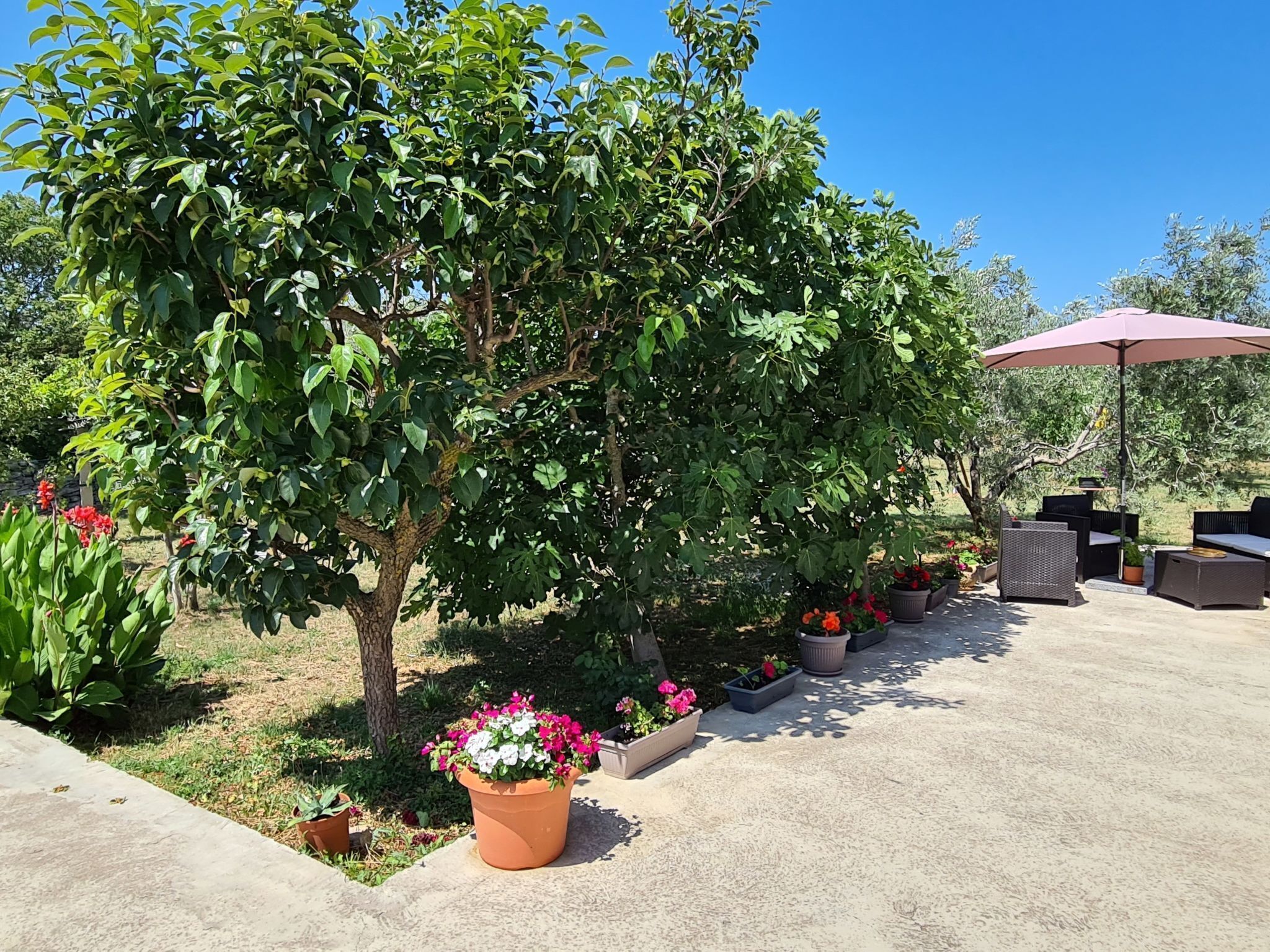 Un espace patio aménagé avec du mobilier d’extérieur, des plantes en pot et un grand arbre.