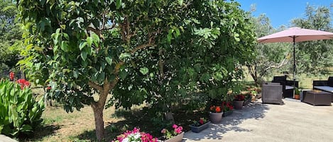 Un patio con mobiliario exterior, plantas en macetas y un árbol grande.