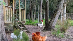 A rustic wooden structure with a ramp leading to a platform, surrounded by trees and a chicken walking on the ground. - Native Retreat - Tranquil Seaham Escape (Port Stephens)