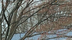 Ein Ziegelhaus mit zwei Fenstern, einem Baum und einem Rasen.