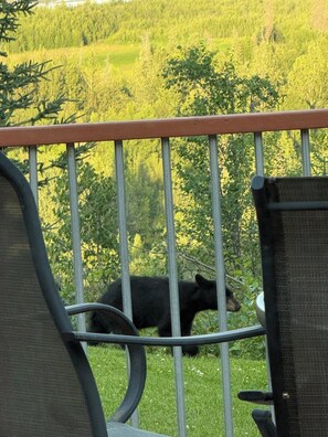 Un ours noir marchant dans une zone herbeuse, avec des arbres en arrière-plan.
