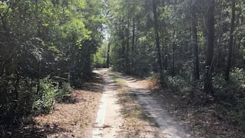 A forested dirt path with trees on both sides.