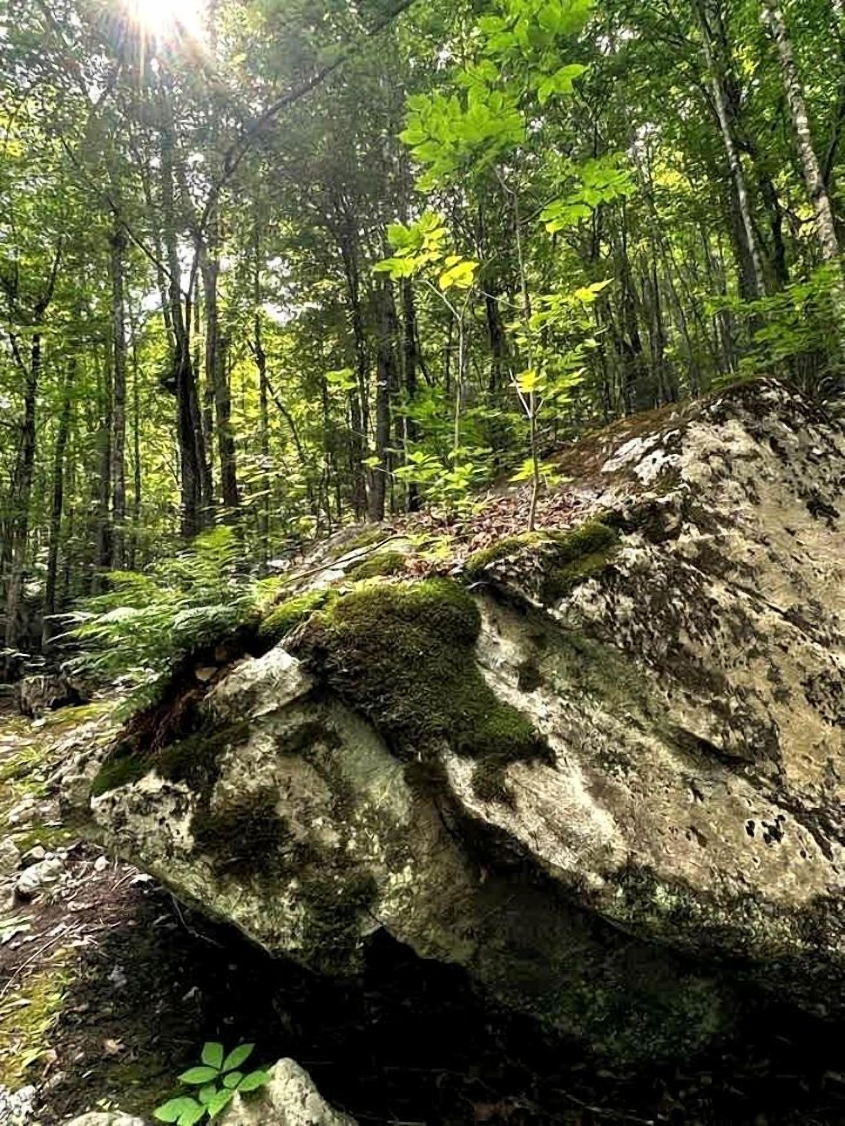 A forested area with a large rock formation.