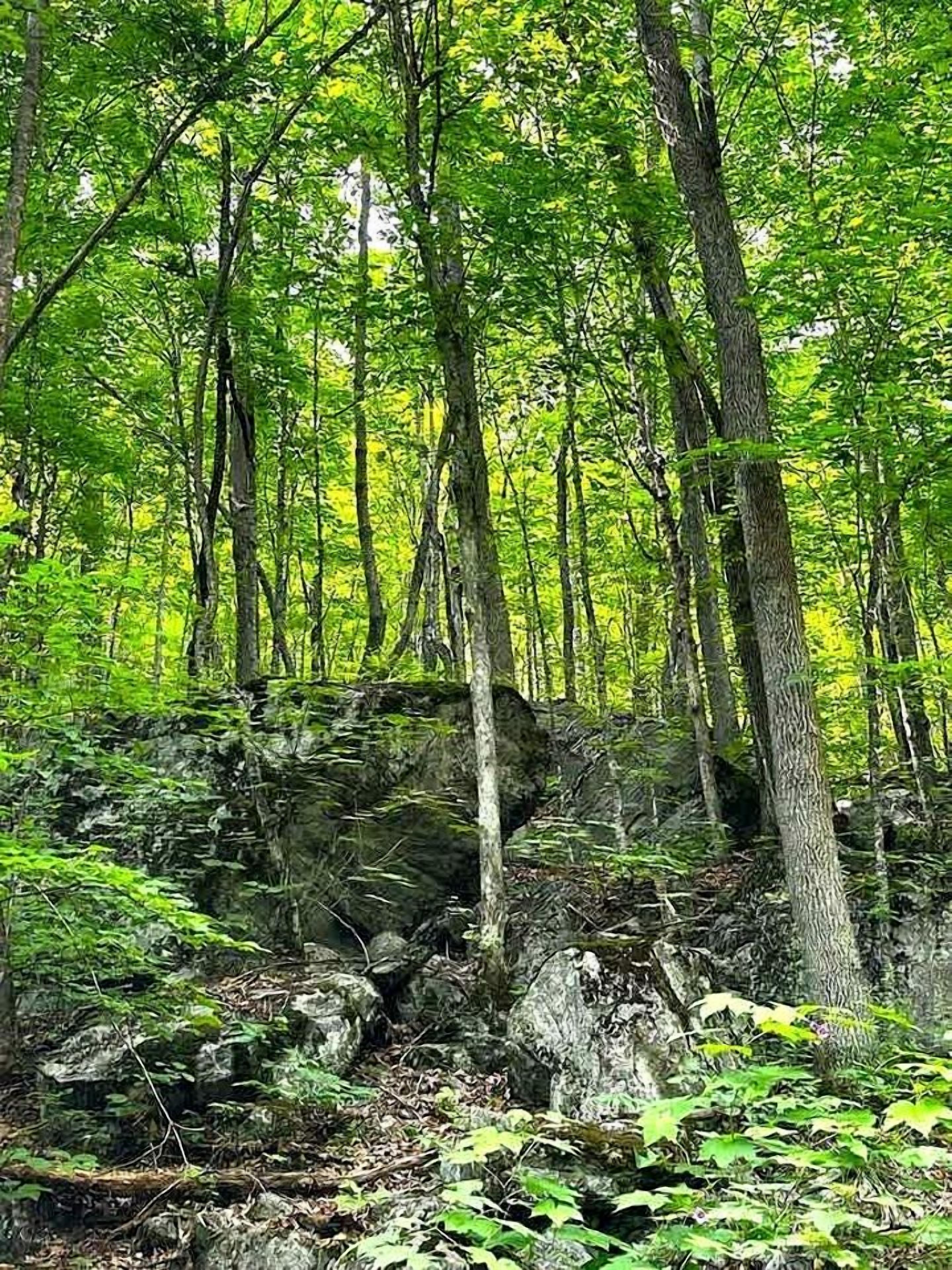 A forested area with dense trees and a rocky outcrop.
