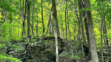 A forested area with dense trees and a rocky outcrop.