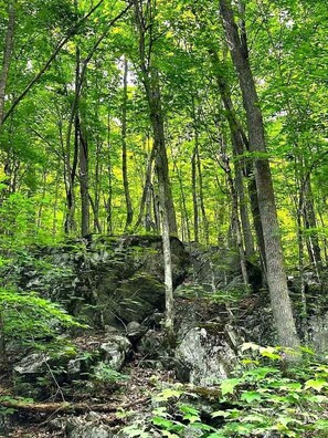 A forested area with dense trees and a rocky outcrop.