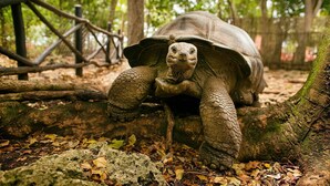 A tortoise in a naturalistic enclosure with logs and foliage. - White House social club  (Paje)