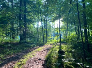 A forested area with a dirt path.