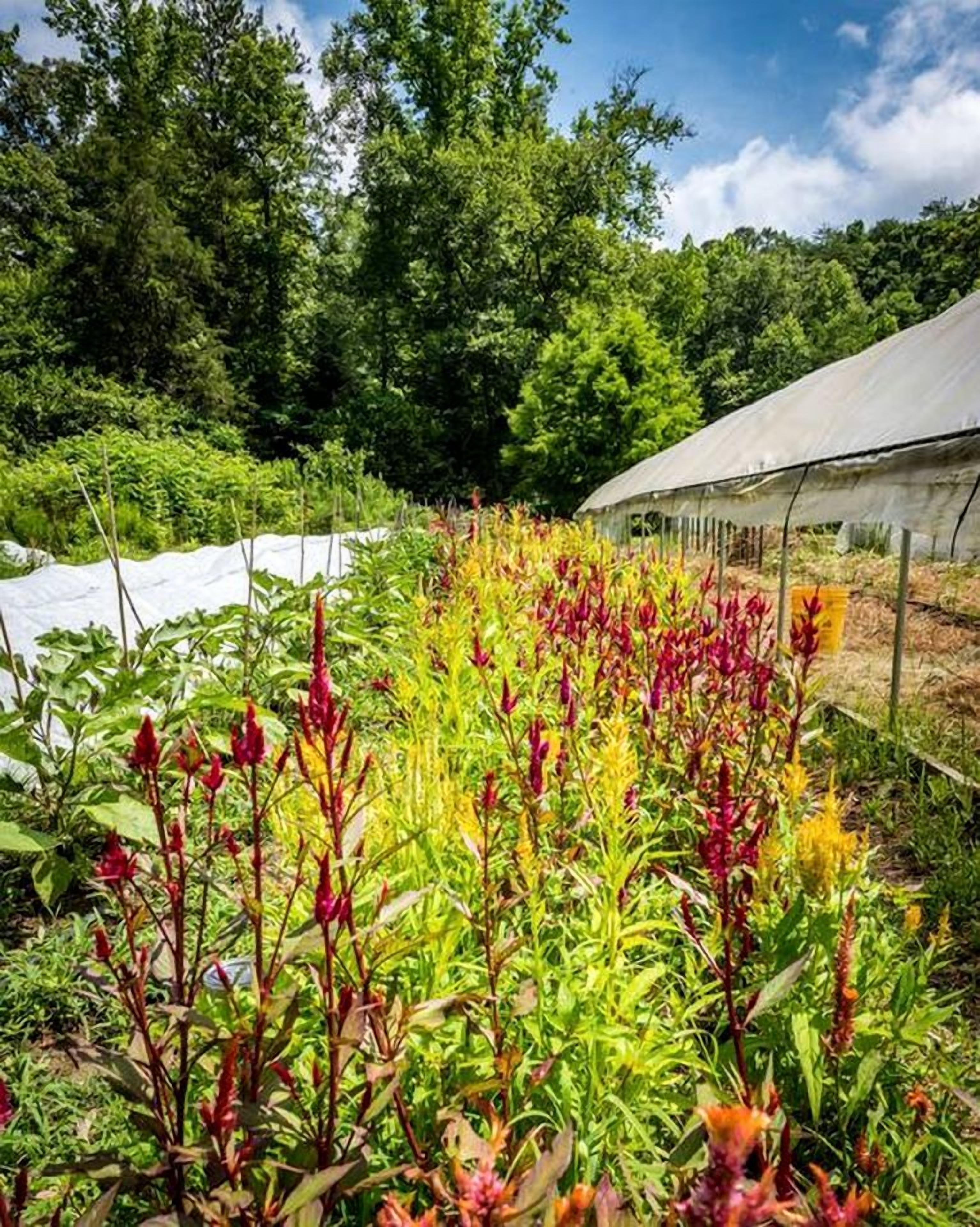 A greenhouse with various plants, surrounded by trees.