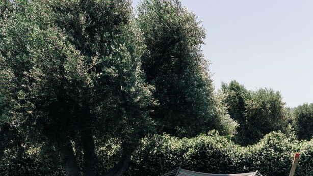 A hammock tied between two trees in a grassy area. - Appartamento Jungle - Tenuta Fascianello (Puglia)