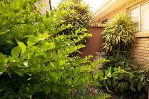 Un jardín con diversas plantas y un muro de ladrillo.