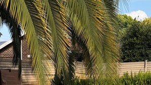A person floating in a pool with a palm tree and a brick wall in the background. - Luxurious 4-bedroom House Rental With Pool Access in Ngaka Modiri Molema (Mahikeng)