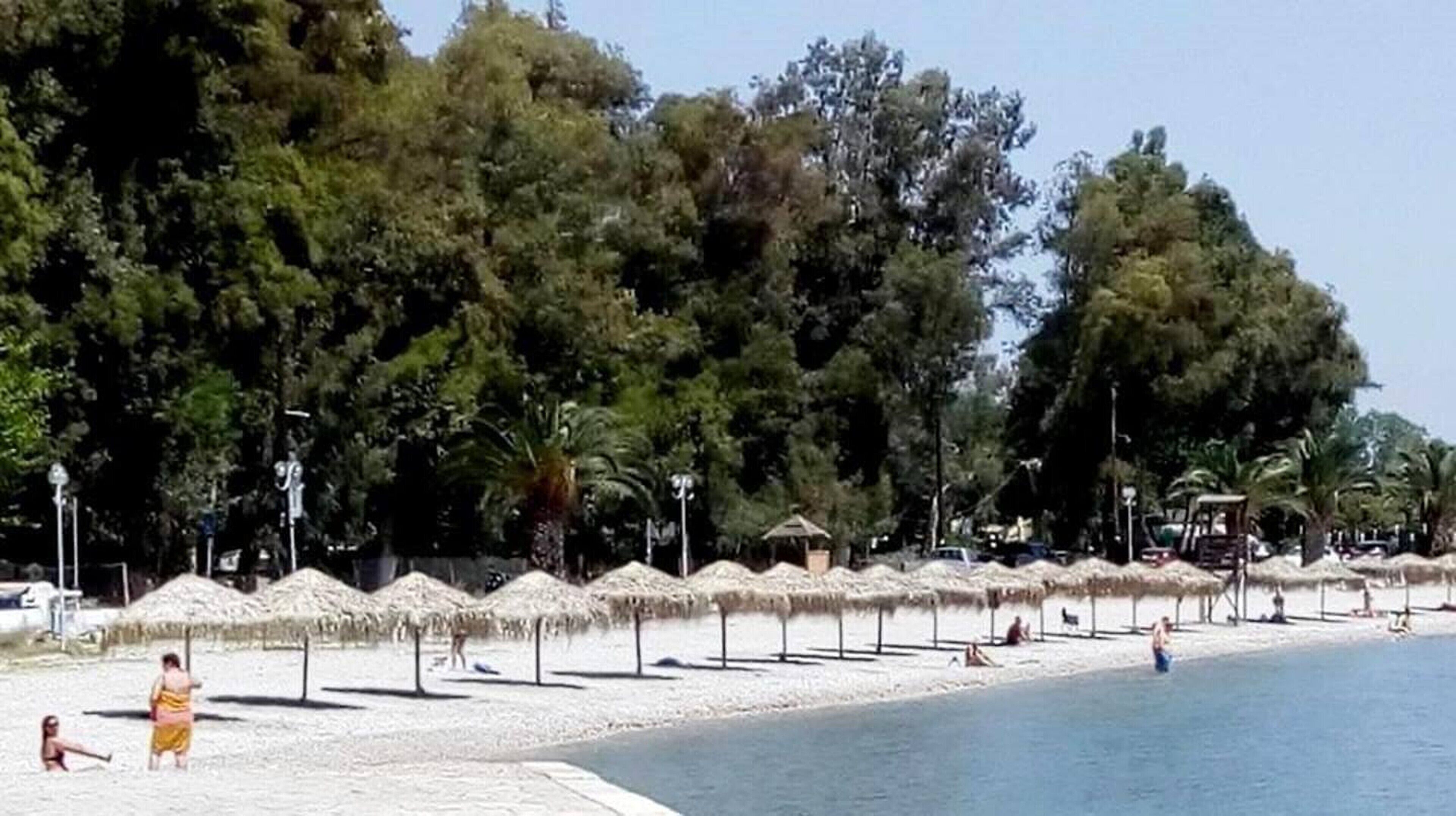 Ein Strand mit Reetdachschirmen und Palmen.
