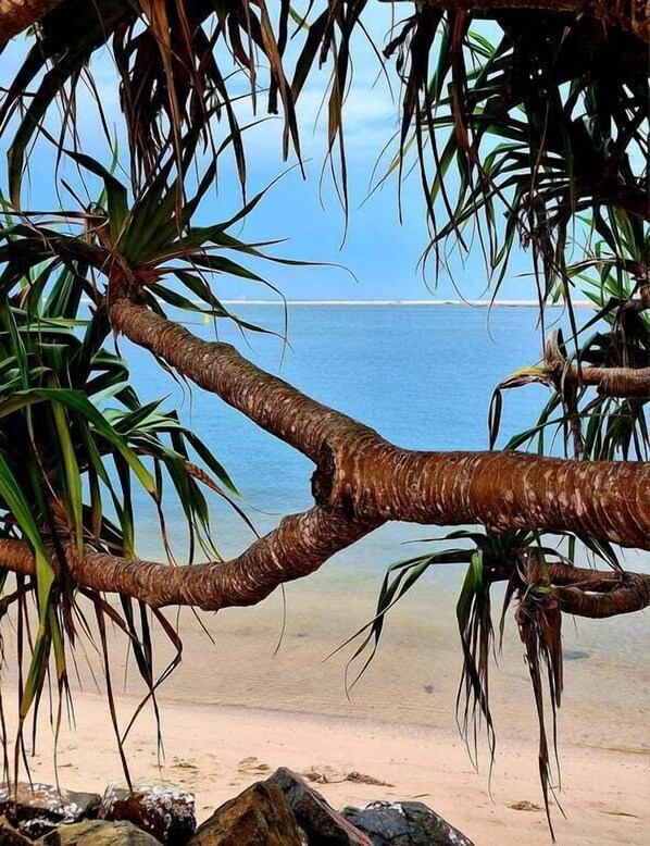 A beach with a tree branch in the foreground.