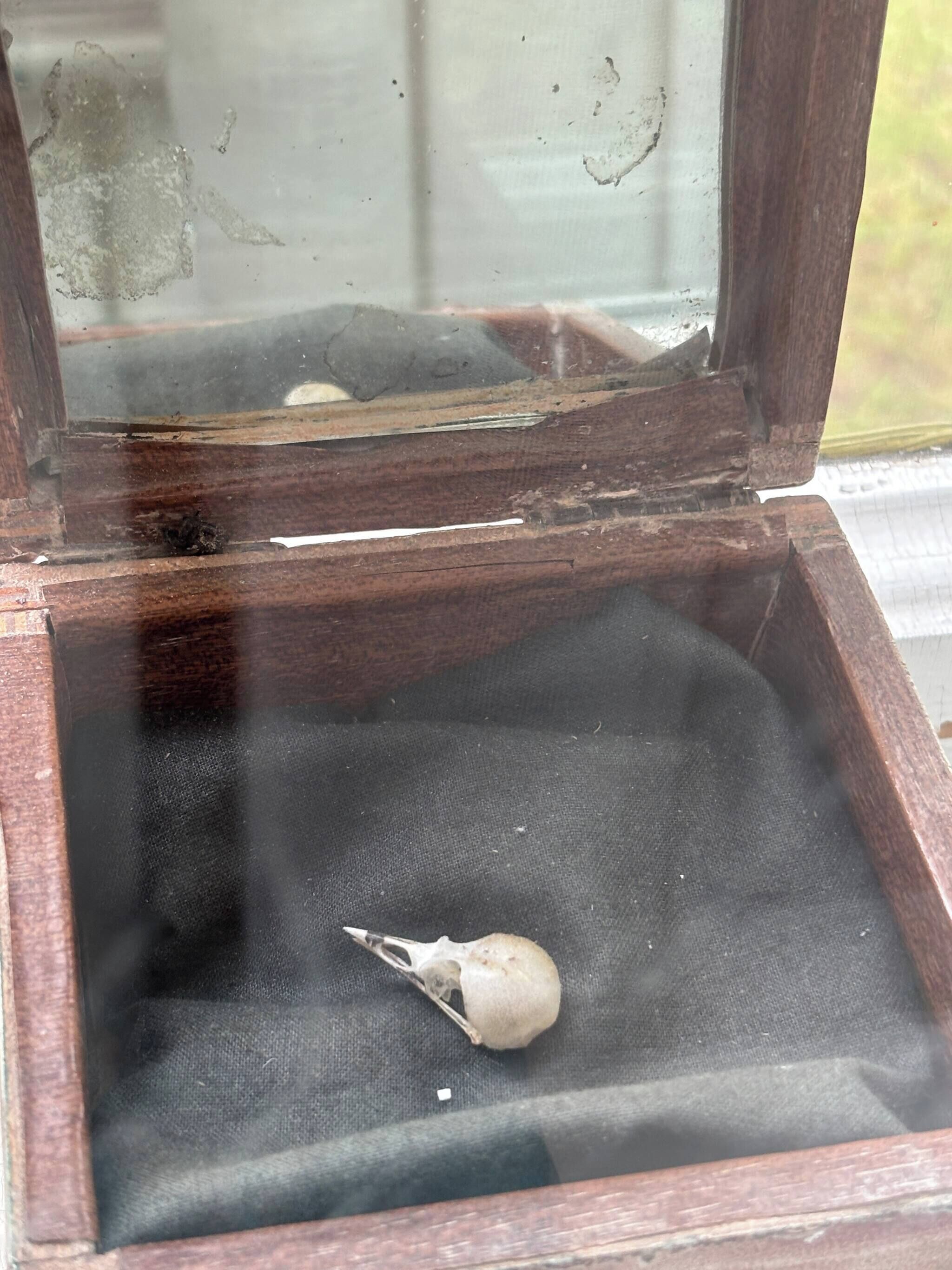 A wooden box with a mesh lining, containing a single egg-shaped object.