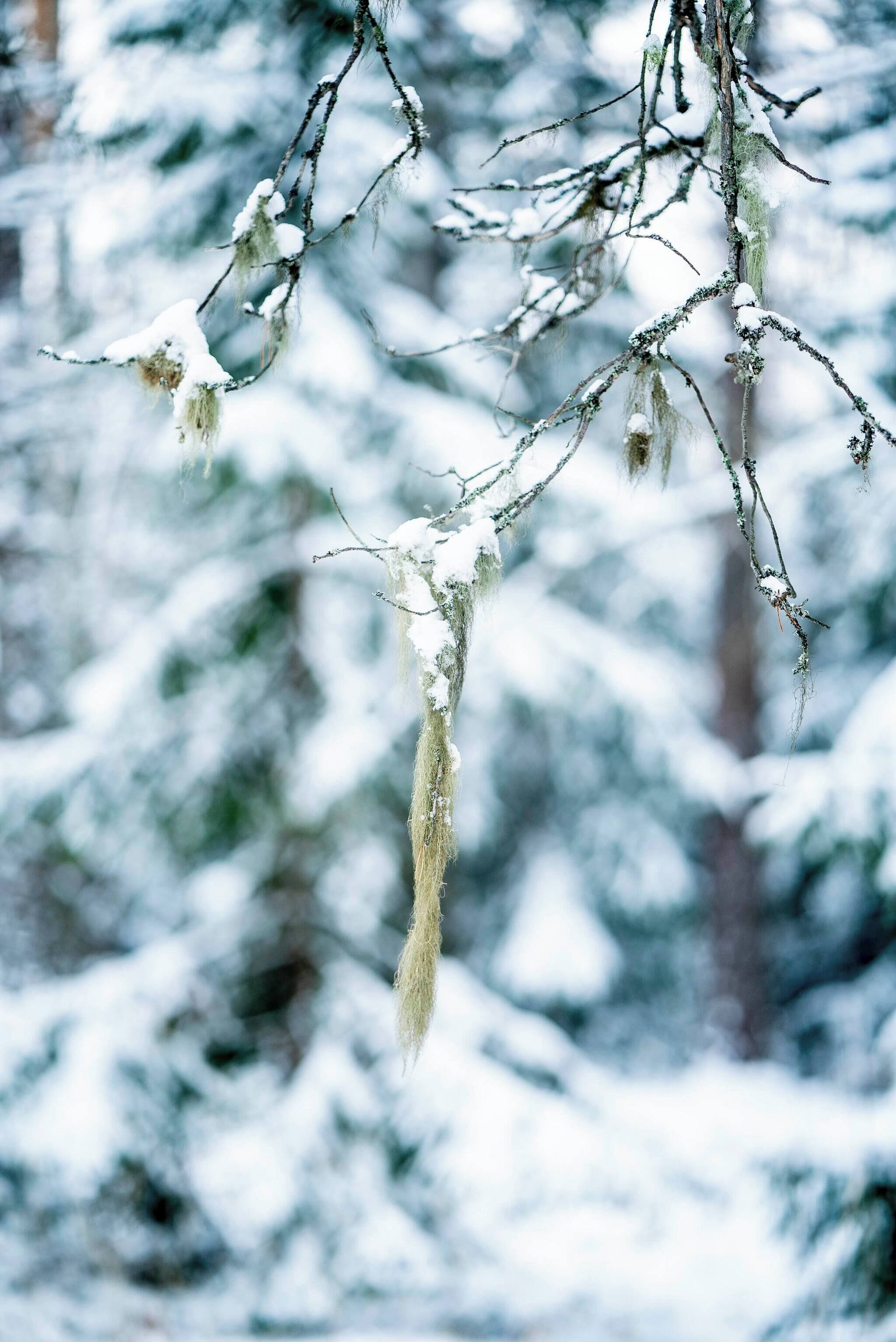 A snowy landscape with bare tree branches.