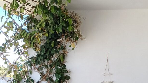 Een ronde tafel met een fles en glazen, omringd door geruite stoelen, een plant en een wanddecoratie.