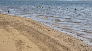 Une plage avec un rivage sablonneux et une eau calme.