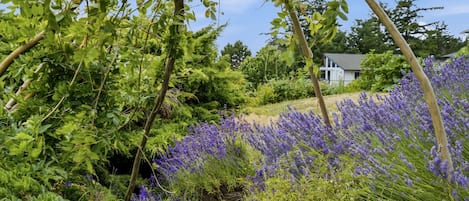 A garden with a pergola structure, surrounded by various plants and flowers.