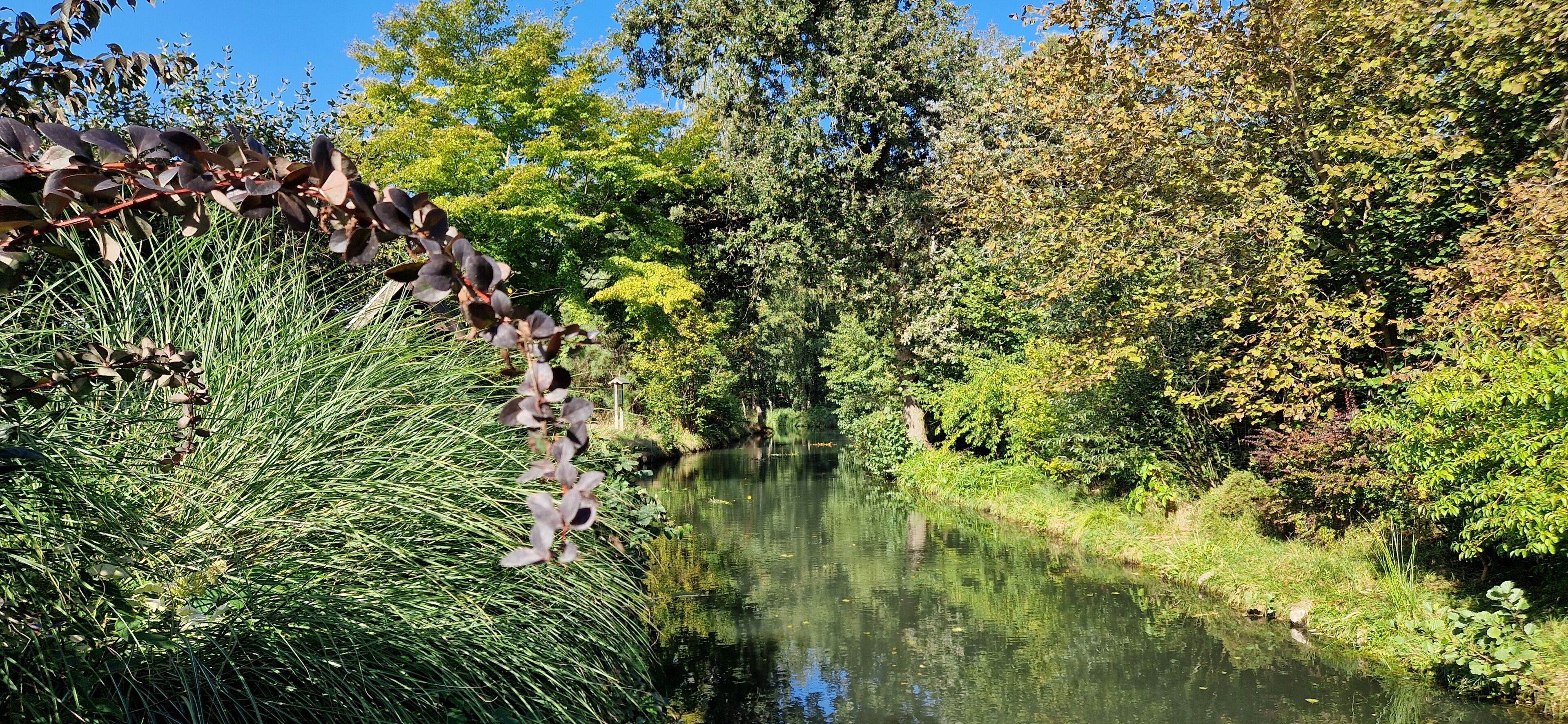Un fiume tranquillo con fitta vegetazione e alberi su entrambe le sponde.